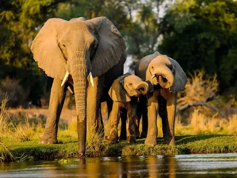 6 Days 5 Nights Karnataka Wildlife & Hampi Tour