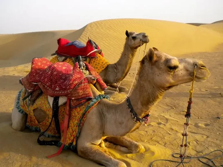 6 Days 5 Nights Rajasthan Desert Safari Tour